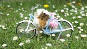 Koľko morčiat žije a ako predĺžiť toto obdobie